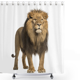 Personality  Lion Standing, Panthera Leo, 10 Years Old, Isolated On White Shower Curtains