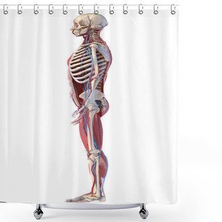 Personality  Human Full Body Skeleton With Muscles, Veins And Arteries. 3d IIllustration Shower Curtains