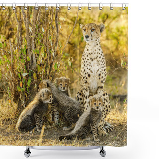Personality  Cheetah In Masai Mara National Reserve Shower Curtains