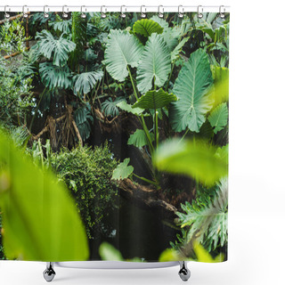 Personality  Scenic Shot Of Beautiful Tropical Rainforest With Various Plants Shower Curtains
