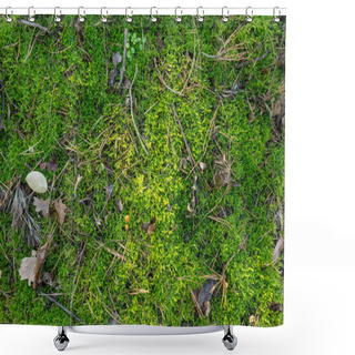 Personality  Forest Floor With Moss, Fallen Leaves And Pine Needles Viewed From Above Shower Curtains