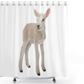 Personality  Lamb Shower Curtains