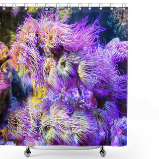 Personality  Underwater Image Of Colorful Tropical Plants Shower Curtains