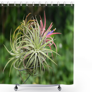 Personality  Tillandsia Flower Air Plant. Shower Curtains