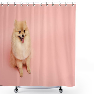 Personality  Cute Little Pomeranian Spitz Dog Sitting On Pink Shower Curtains