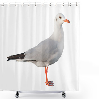 Personality  White Bird Seagull Isolated Shower Curtains