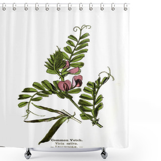 Personality  Botanical Illustration. Picture Of Plant Shower Curtains