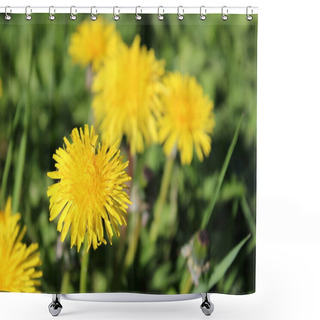 Personality  Blooming Dandelion In The Meadow. Shower Curtains