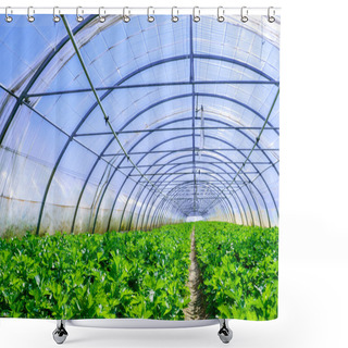 Personality  Celery Culture In A Greenhouse Shower Curtains
