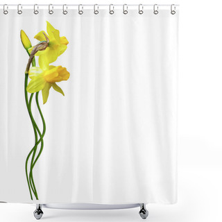 Personality  Yellow Flowers Daffodils Shower Curtains