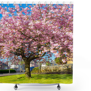 Personality  Beautiful Japanese Cherry Tree Blossom In May Shower Curtains