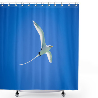 Personality  Beautiful Long Tailed Tropic Bird Flies On Blue Sky Shower Curtains