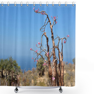 Personality  Yemen, Socotra, Branches Of Bottle Tree (desert Rose - Adenium Obesum) Shower Curtains