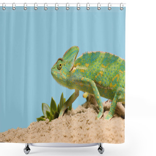 Personality  Side View Of Beautiful Exotic Chameleon On Sand With Succulents Isolated On Blue Shower Curtains