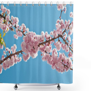 Personality  Cherry Blossom And Blue Sky Shower Curtains