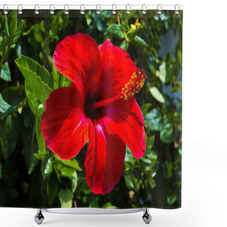 Personality   Red Hibiscus Flower On A Green Background. In The Tropical Garden. Shower Curtains