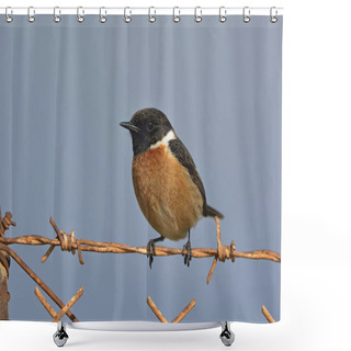 Personality  A Male Common Stonechat (Saxicola Rubicola), Crete  Shower Curtains