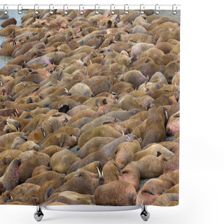 Personality  Life Atlantic Walruses At Haul Out Sites Is (at Most) Of Sleep And Small Conflicts With Neighbors. Ned For Such Dense Abundance Of Sleeping Individuals Is Not Clear, As Massive Males No Enemies-predators Shower Curtains