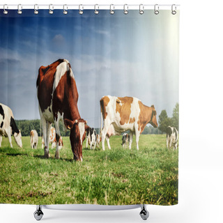 Personality  Herd Of Cows At Summer Green Field Shower Curtains