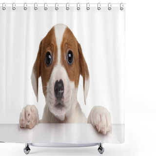 Personality  Jack Russell Terrier Puppy, 2 Months Old, Sitting In Front Of White Background Shower Curtains