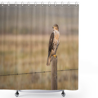 Personality  Beautiful Falcon In Natural Habitat Shower Curtains