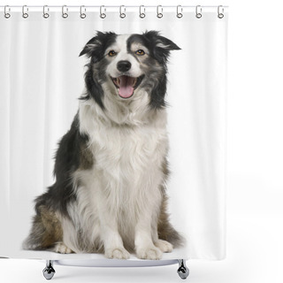 Personality  Border Collie, 3 Years Old, Lying In Front Of White Background Shower Curtains