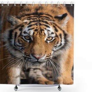 Personality  Close Up View Portrait Of A Siberian Tiger Shower Curtains