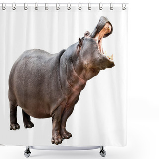 Personality  Hippopotamus Opened The Mouth Shower Curtains
