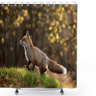 Personality  Wildlife Scene Of Cute Red Fox Walking In Grass With Autumn Leaves In Fall Forest, Natural Habitat Environment  Shower Curtains
