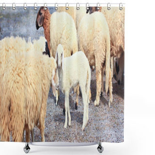 Personality  Sheep Herd On Farm Shower Curtains