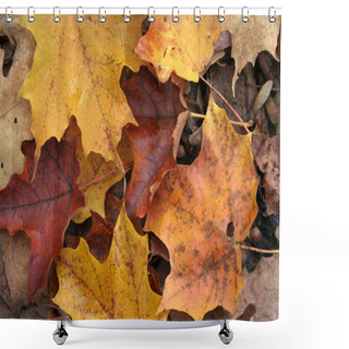 Personality  Fall Forest Floor Up Close Shower Curtains