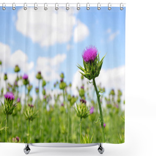 Personality  Field With Silybum Marianum Shower Curtains