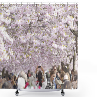 Personality  Cherry Flower Blooming In Kungstradgarden In Stockholm, Sweden Shower Curtains