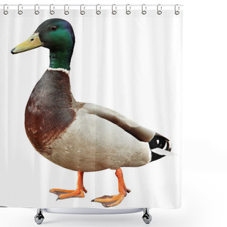 Personality  Mallard Duck With Clipping Path. Colourful Mallard Duck Isolated On White Background Shower Curtains