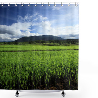 Personality  Green Rice Field In Countryside, Chiang Mai, Thailand Shower Curtains