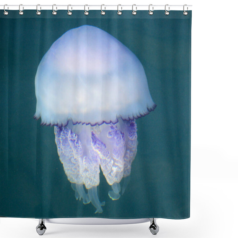 Personality  Rhizostoma Pulmo Jellyfish In The Mediterranean Sea Shower Curtains