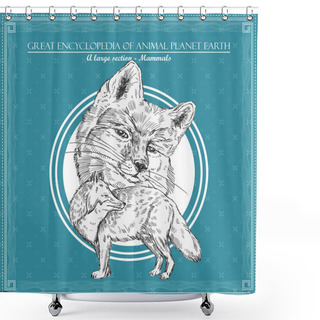 Personality  Fox. Illustration For Great Encyclopedy Of Animals Shower Curtains