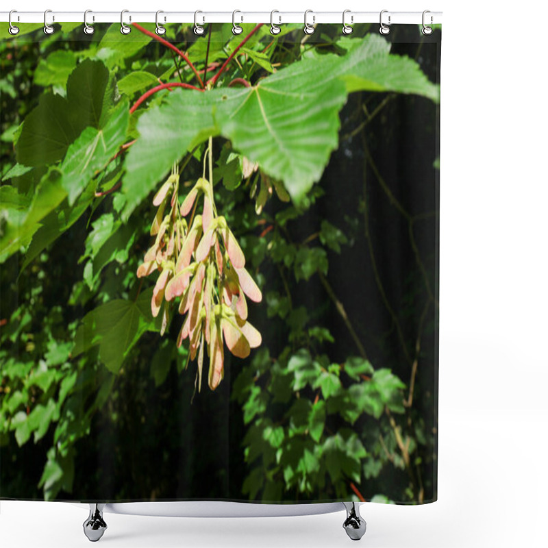 Personality  Group Of Maple Seeds Attached To The Plant In The Sun. Sycamore Maple (Acer Pseudoplatanus) Shower Curtains