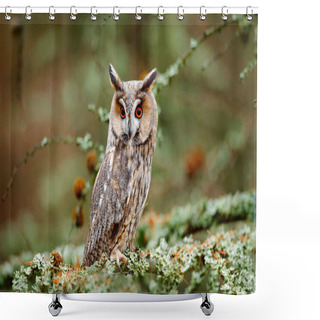 Personality  Long-eared Owl Sitting On Branch  Shower Curtains