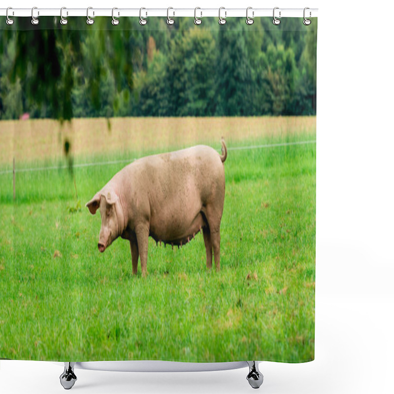 Personality  Pig Portrait. Pig At Pig Farm Shower Curtains