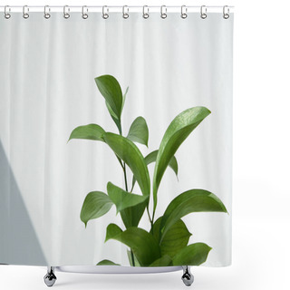 Personality  Green And Fresh Leaves Near White Wall  Shower Curtains