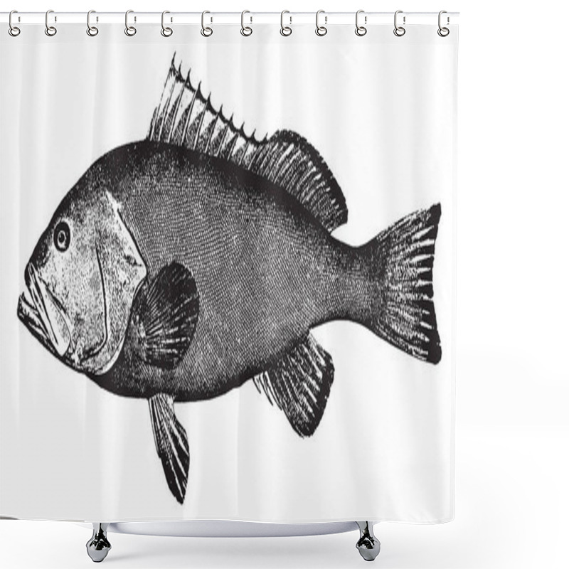 Personality  Red Grouper Is A Species Of Fish In The Family Serranidae, Vintage Line Drawing Or Engraving Illustration. Shower Curtains