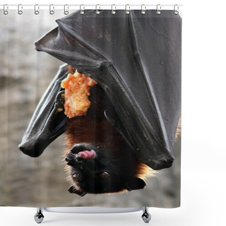 Personality  Fruit Bat Eating Shower Curtains