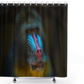 Personality  Portrait Of African Mandrill In The Open Resort Shower Curtains