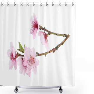 Personality  Tree Branch With Blossom Isolated On White. Spring Season Shower Curtains