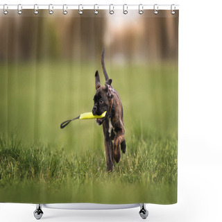 Personality  Happy Boxer Puppy Playing With A Toy On A Field Outdoors Shower Curtains