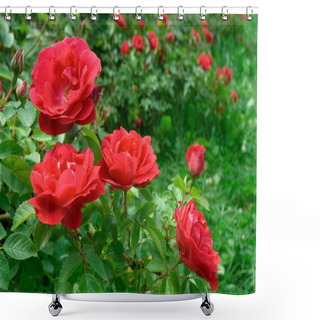 Personality  Roses Bush Shower Curtains
