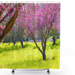 Personality  Image Of Spring Cherry Blossoms Tree. Selective Focus Photo. Shower Curtains