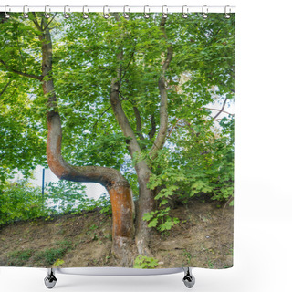 Personality  Crooked Tree On The Trail In The Zadni Treban. Czech. High Quality Photo Shower Curtains