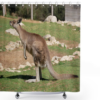Personality  Grey Kangaroo Shower Curtains